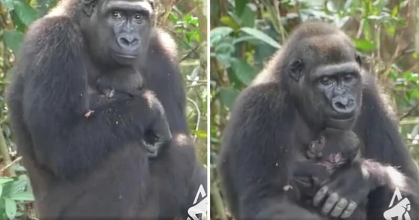 Nés dans des zoos, ces deux gorilles réintroduits dans la nature ont donné naissance à un bébé