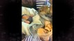 Pets Cute And Funny Animals Compilations