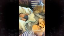 Pets Cute And Funny Animals Compilations