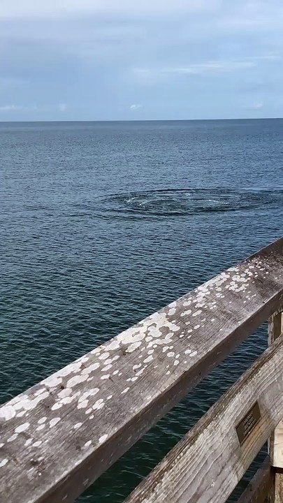 Beautiful sights today at Naples Pier! The manatees swam right up to the beach goers!