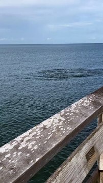 Beautiful sights today at Naples Pier! The manatees swam right up to the beach goers!
