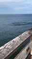 Beautiful sights today at Naples Pier! The manatees swam right up to the beach goers!