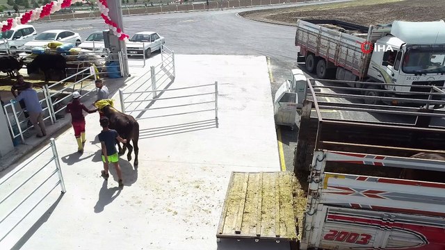 Gölbaşı kurban satış ve kesim yerine kurbanlıklar gelmeye başladı