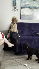 Remi the Cocker Spaniel Likes Sitting in Funny Ways