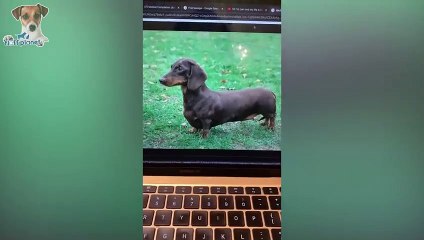 Pets That Will Absolutely Brighten Up Your Day