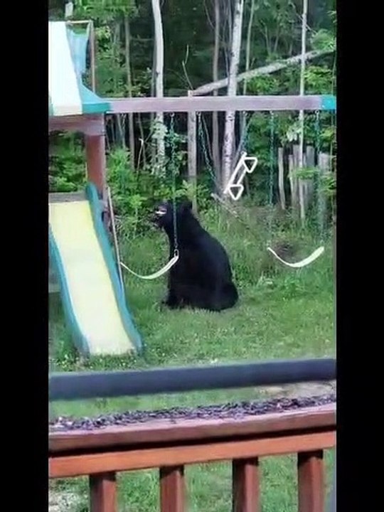 Bear Plays on Swings