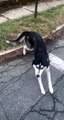 Random Husky on the Loose Hops into Truck