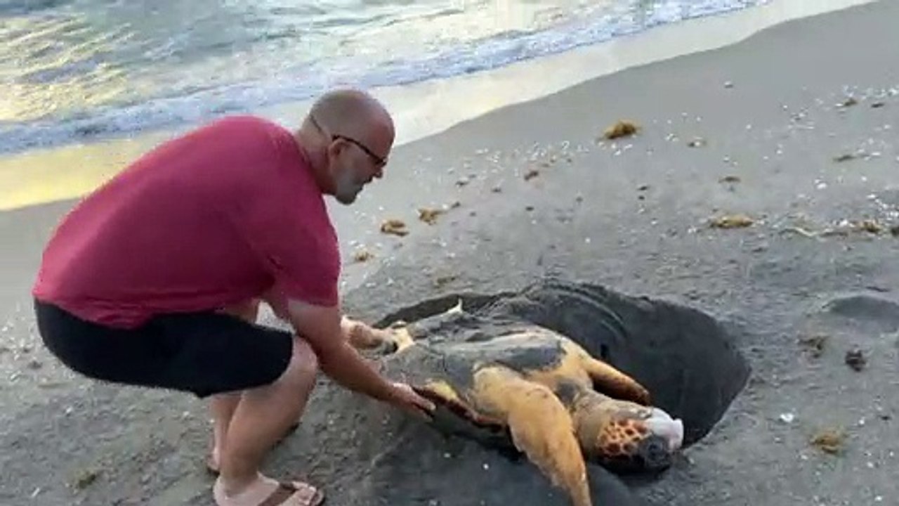 A Morning Beach-Side Turtle Rescue