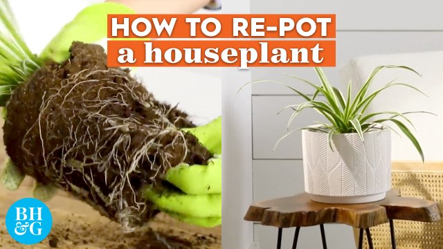 How to Repot Houseplants The Right Way | Basics | Better Homes & Gardens