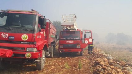 KAŞ'TA 200 ZEYTİN AĞACI YANDI