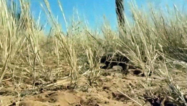 Kalahari Desert Meerkats Wild Africa | Wild Animals
