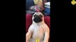 Funny Dogs | Cute baby Dog Videos | Dogs PRO Compilation 04
