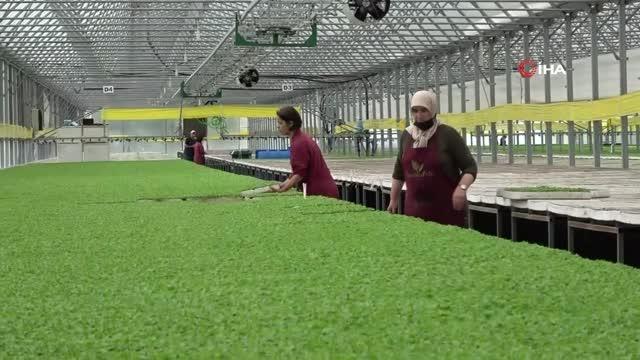 Tarım Lisesi'nden mezun oldu, staj yaptığı tesiste teknisyen olarak işe başladı