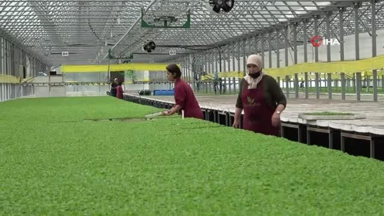 Tarım Lisesi'nden mezun oldu, staj yaptığı tesiste teknisyen olarak işe başladı
