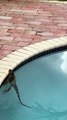 Iguana Stuck in Swimming Pool