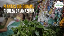 Plantas que curam: riqueza da Amazônia