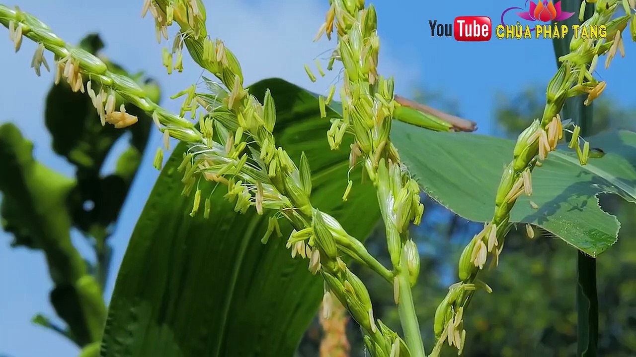 Bài Thuốc Đặc Trị Các Bệnh Ngoài Da - Viêm Da, Á Sừng, Tổ Đĩa -viêm Nấm Móng Hiệu Quả. Thích Trí Huệ