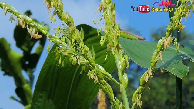 Bài Thuốc Đặc Trị Các Bệnh Ngoài Da - Viêm Da, Á Sừng, Tổ Đĩa -viêm Nấm Móng Hiệu Quả. Thích Trí Huệ