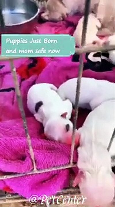 Rescue 6 puppies just being born and mom safe now _ puppies look so cute