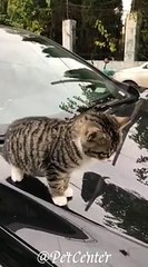 Rescue An Abandoned Poor Kitten Abandon On The Care