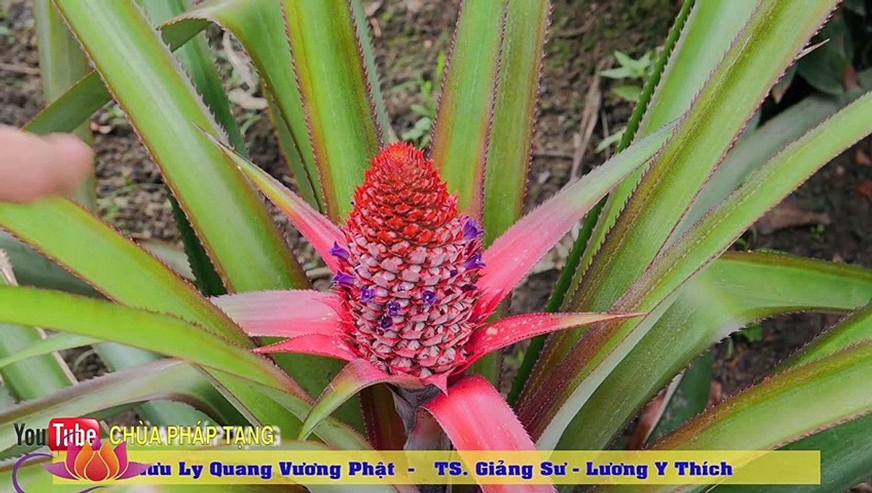Trị Sỏi Thận Hiệu Quả (kidney Stones) - Công Dụng Tuyệt Vời Của Trái Khóm -gs.lương Y. Thích Trí Huệ