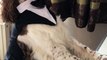 Dog Wearing Elegant Costume Plays Piano With Paws