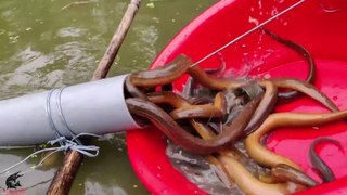 Unbelievable Fishing   Uniqe Fish Trapping System   PVC Pipe Fishing
