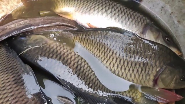 Best Underwater Fishing Boy Catching Carp Fish From Underwater