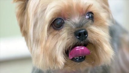 You have never seen this one before.