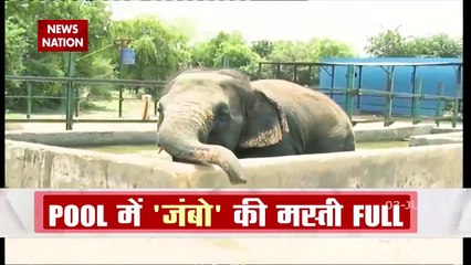 Elephant Video: तपती गर्मी के बीच में Pool में हाथियों की मस्ती देख बन जाएगा आपका दिन, देखें Video
