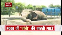 JUMBO CARE: Freed from captivity, Elephant relax in personal pools