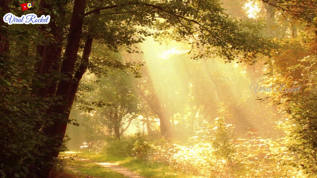 Beautiful Nature Relax Music for Sleep | Relaxing music with Nature Sounds | Soothing, Calm Music