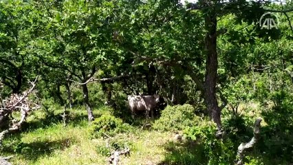 Genetiği koruma altındaki "boz sığır"lar için üreticiye destek
