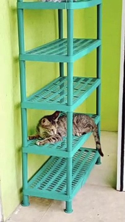 Kucing mengejar ekor sendiri sampai muter muter