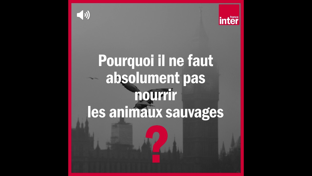 Pourquoi il ne faut pas nourrir les animaux sauvages ? - La Chronique Environnement