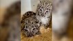Naissances « exceptionnelles » de deux panthères des neiges dans un zoo du Maine-et-Loire