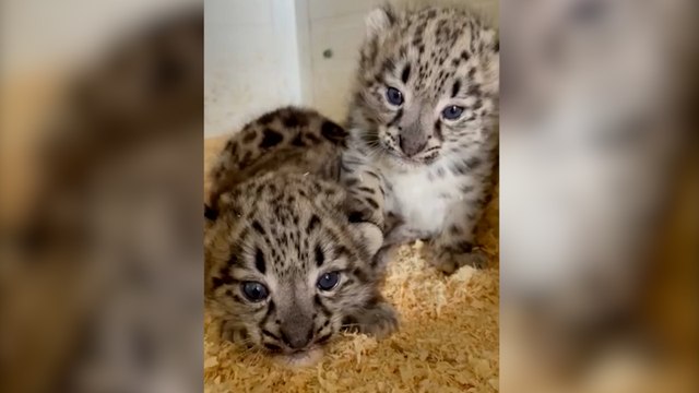 Naissances « exceptionnelles » de deux panthères des neiges dans un zoo du Maine-et-Loire
