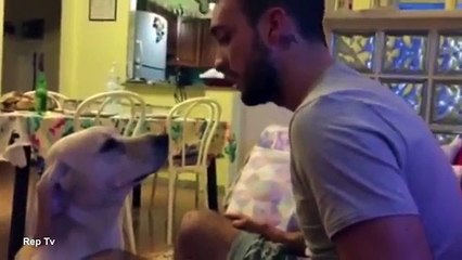 Sahibinden özür dileyen köpek