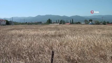 Sındırgı Karakılçık buğdayında yıllar sonra ilk hasat gerçekleşti