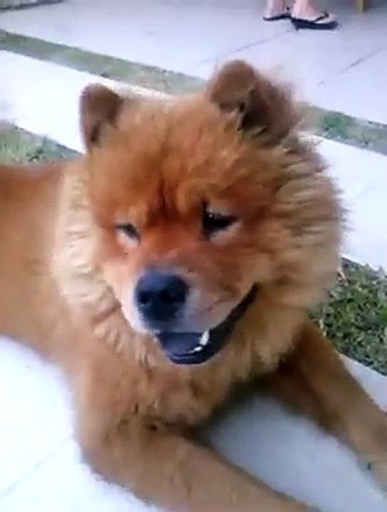 FOFURA DE CACHORRO