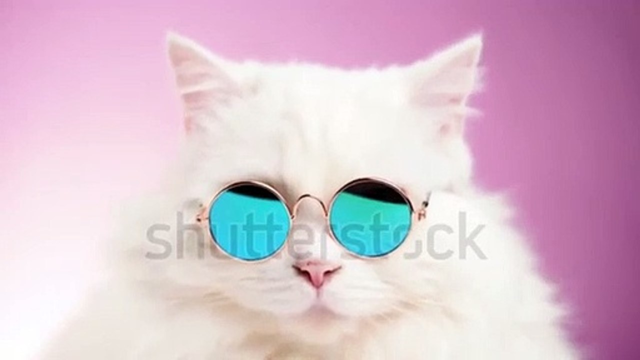 funny cats