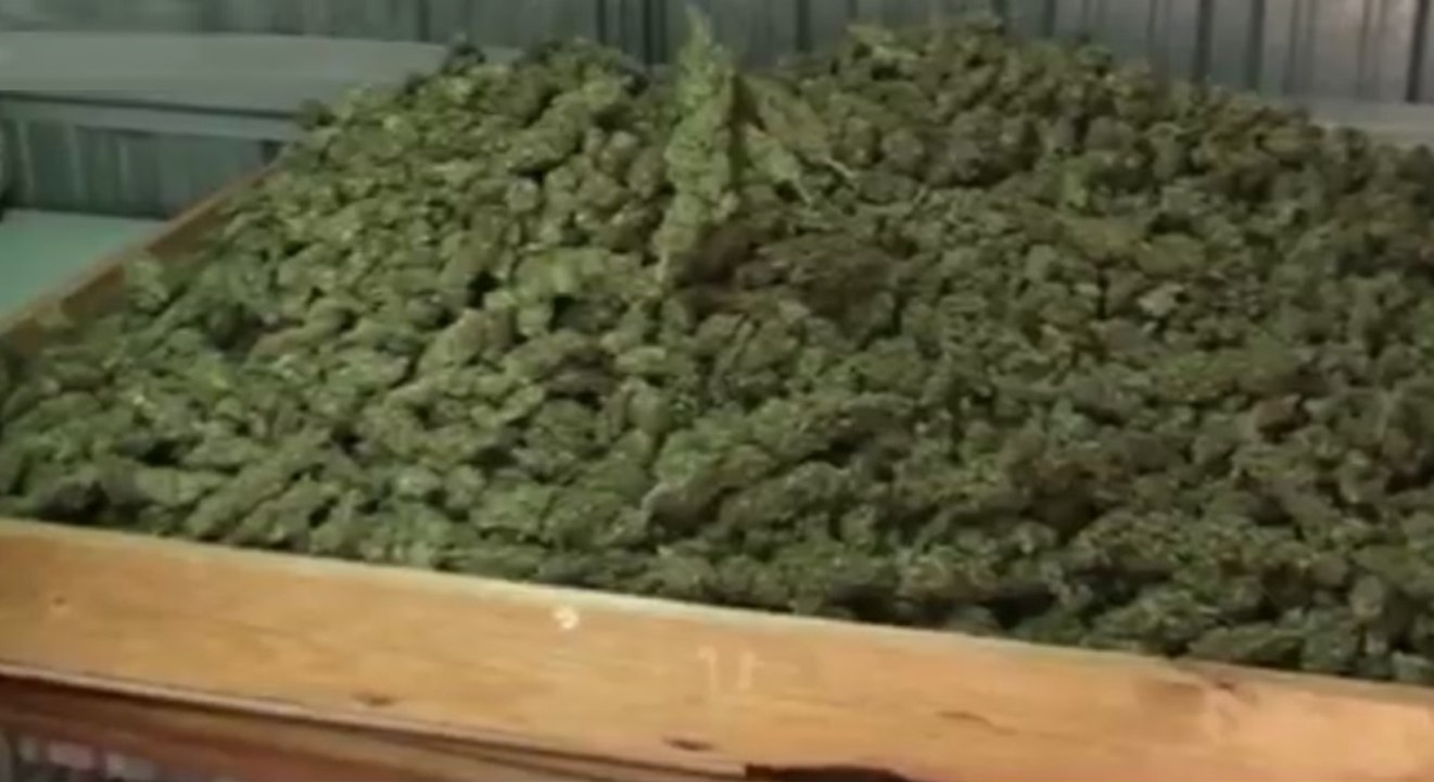Misilmeri (PA) - Piantagione di marijuana nascosta nelle campagne: 3 arresti (03.07.21)