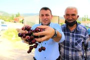 Amasya kirazı Avrupa ve Rusya'da ağızları tatlandırıyor