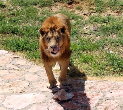 GAZİANTEP HAYVANAT BAHÇESİ'NDE BUZLU MEYVELİ SERİNLİK