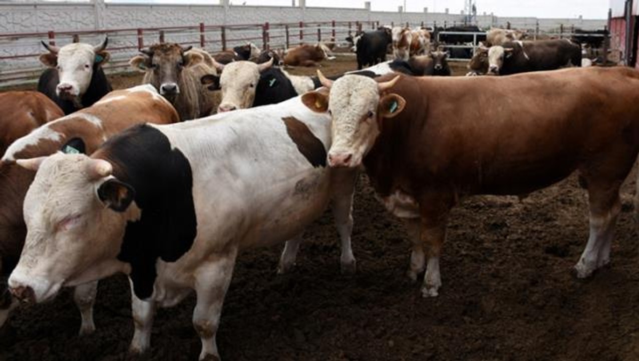 Büyükbaş kurbanlık fiyatları 10 bin liradan başlayıp 30 bin liraya kadar çıkıyor