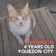 Cinnamon the cat works for her treats