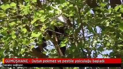 GÜMÜŞHANE - Dutun pekmez ve pestile yolculuğu başladı