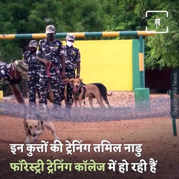 Indigenous Breed Dogs Of India Are Being Trained To Protect The Forests In Tamil Nadu