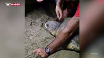 Caretta caretta boynuna dolanan iple sahile çıktı