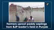 Farmers uproot paddy saplings from BJP leader’s field in Punjab